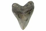 Fossil Megalodon Tooth - Georgia #101494-2